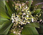Ландыши (Lily of the valley)