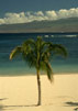 Море, пальма и все дела (Palm)