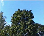 Петергоф -- Большое дерево (Petergof)